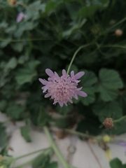 Dipsacoideae