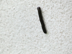 Anadenobolus monilicornis