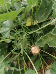 Dipsacoideae