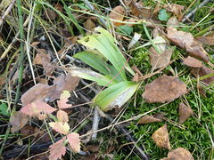 Maianthemum trifolium