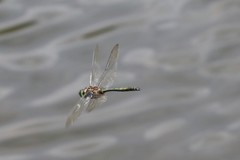 Somatochlora alpestris