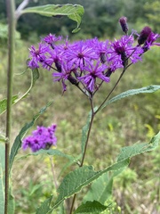 Vernonia missurica