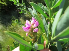 Indigofera cytisoides