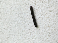 Anadenobolus monilicornis