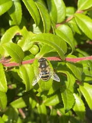 Eristalis hirta