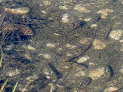 Cyprinodon variegatus