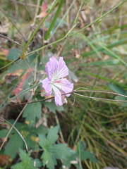 Geranium wlassovianum