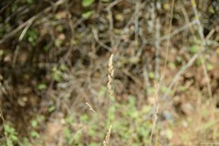 Dactylis glomerata hispanica