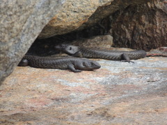 Egernia kingii