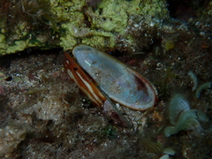 Lithophaga lithophaga