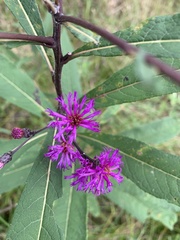 Vernonia missurica