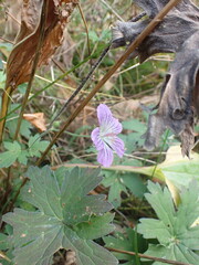Geranium wlassovianum