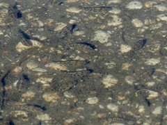 Cyprinodon variegatus