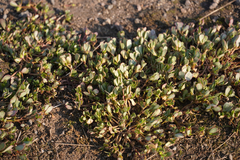 Portulaca oleracea