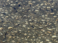 Cyprinodon variegatus