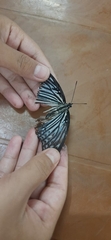 Papilio clytia