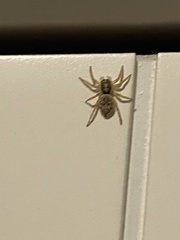 Salticinae