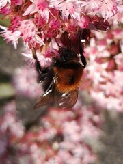 Bombus hypnorum