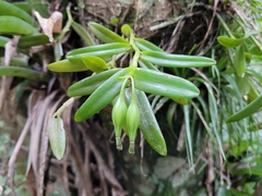 Epidendrum