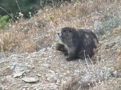 Marmota olympus