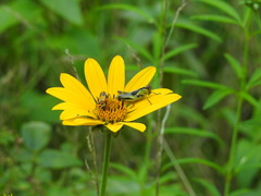Melanoplinae