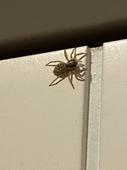 Salticinae