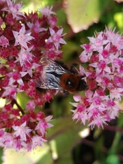 Bombus hypnorum