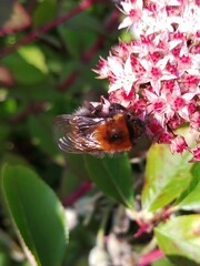 Bombus hypnorum