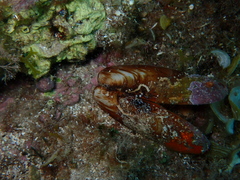 Lithophaga lithophaga