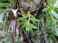 Epidendrum