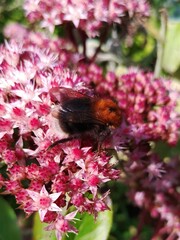 Bombus hypnorum