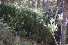 Juniperus communis saxatilis