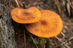 Flammulaster erinaceellus