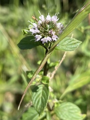 Mentha