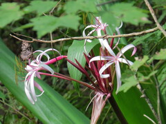 Crinum × amabile