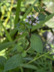 Mentha