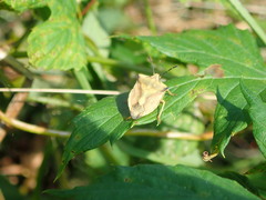 Carpocoris fuscispinus