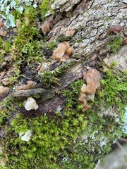 Myxarium nucleatum