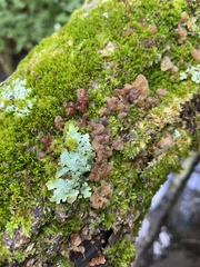 Myxarium nucleatum