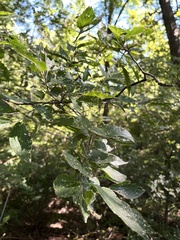 Celtis laevigata