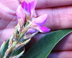 Indigofera cytisoides