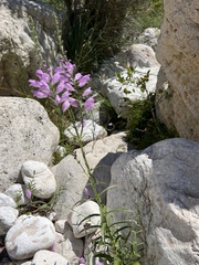 Physostegia