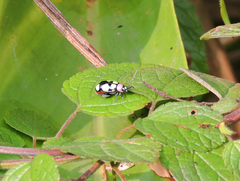 Omophoita octoguttata