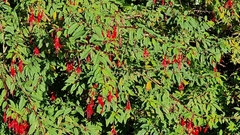 Fuchsia