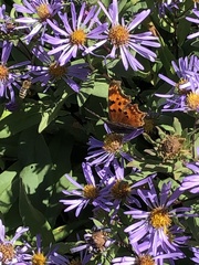 Polygonia satyrus