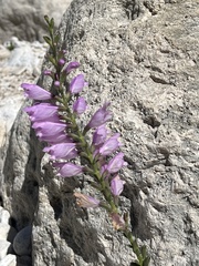 Physostegia