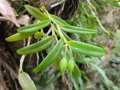 Epidendrum
