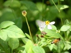 Leptotes cassius