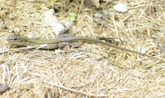 Aspidoscelis cozumela