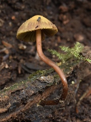 Stagnicola perplexa